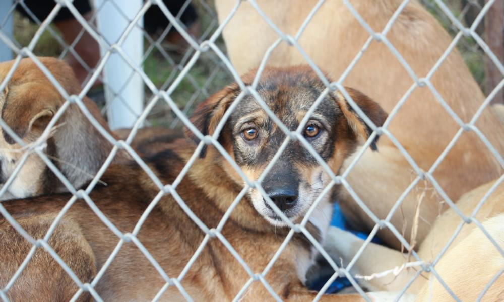 Several brown dogs behind a chain link fence.