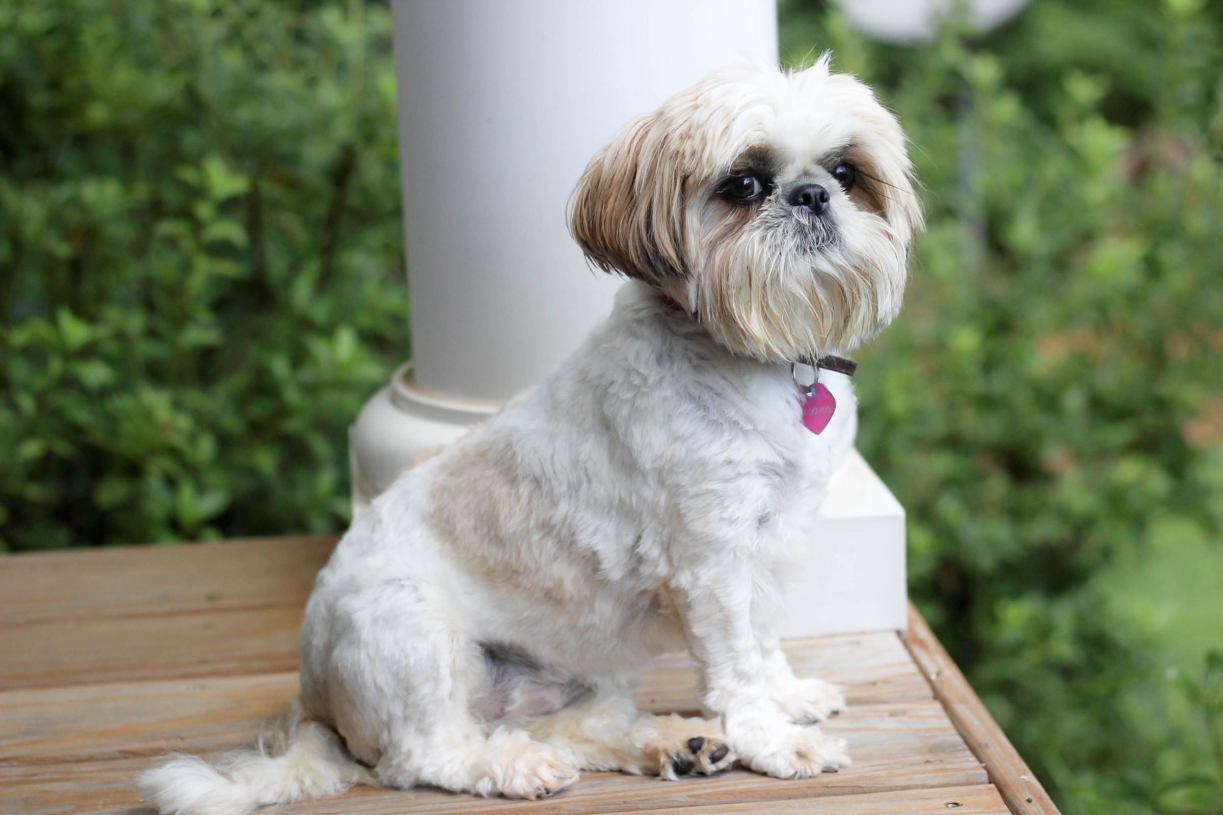 Shih store tzu mutt