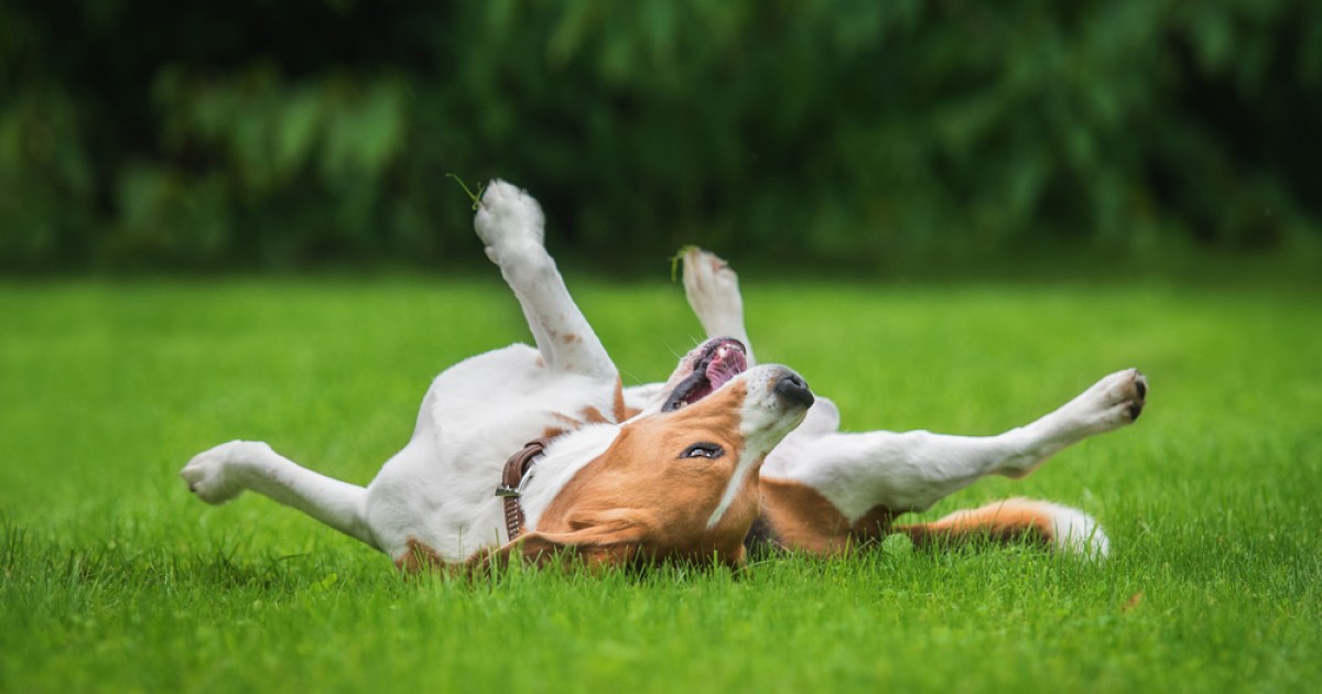 How to choose lawn care products that are safe for your pets | PawTracks