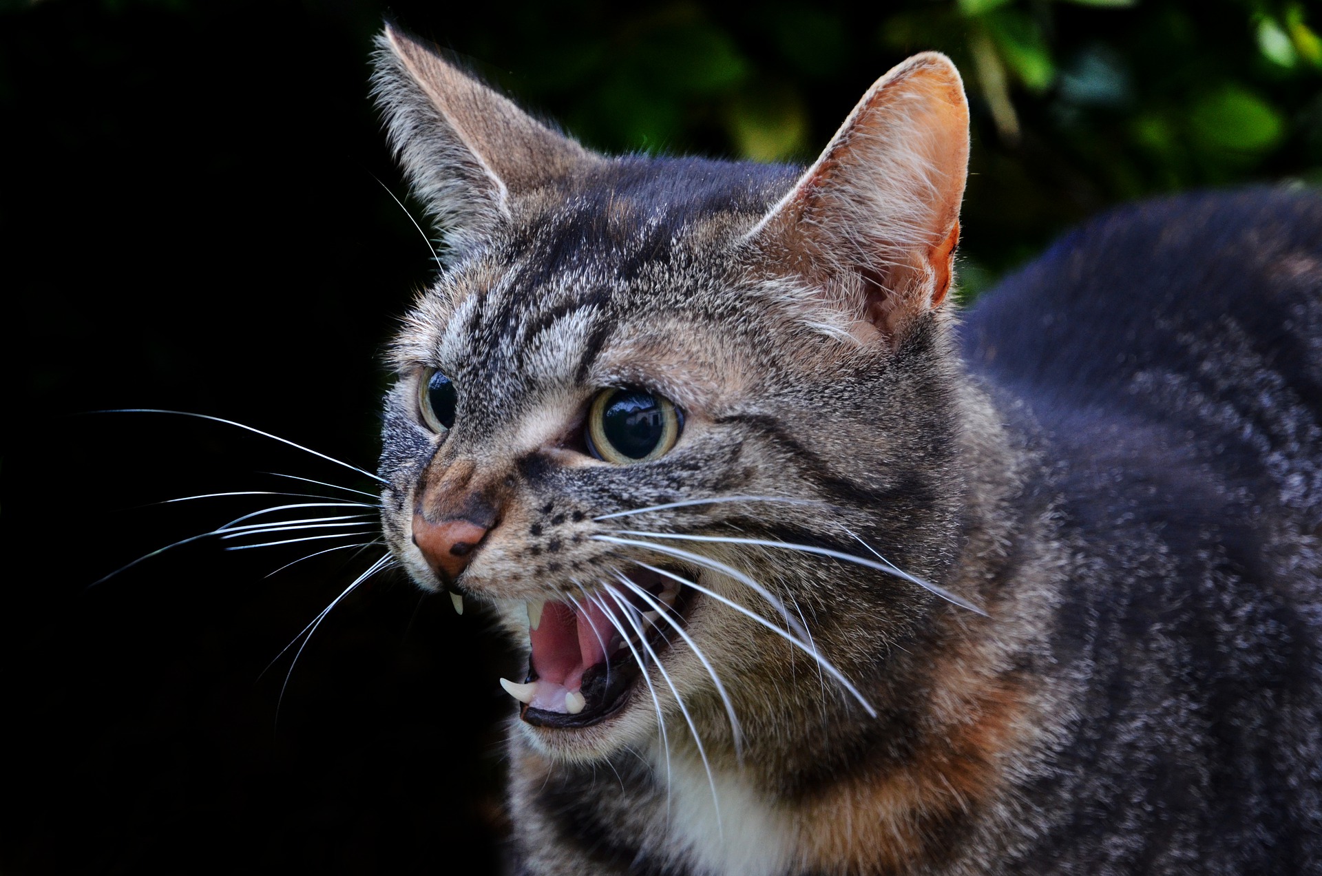 Top Tips To Stop Cat Hissing And Growling Effectively | PawTracks