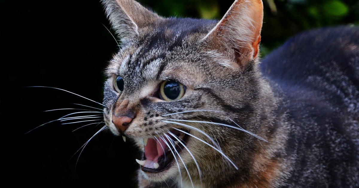 Here's What a Hissing Cat Is Trying to Tell You