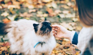 Woman feeding a longhaired cat a treat