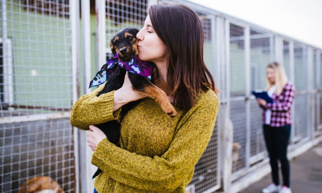 Young woman choosing dog at a shelter