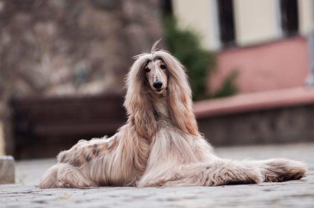 do afghan hounds get along with cats