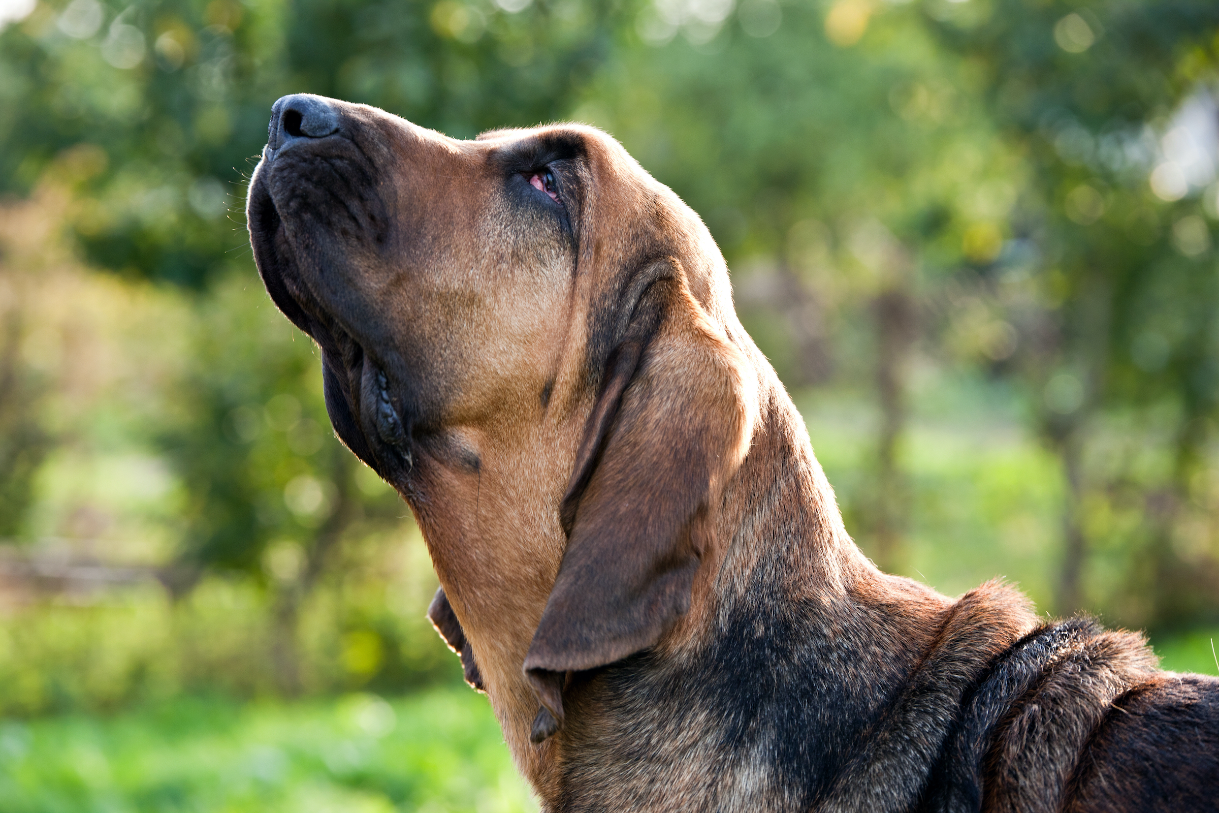 best toys for bloodhounds