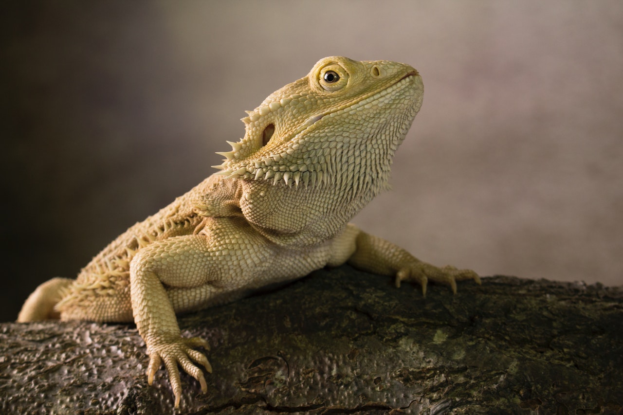 petsmart bearded dragon clothes