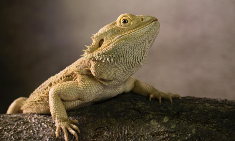 A brown bearded dragon on a tree trunk.