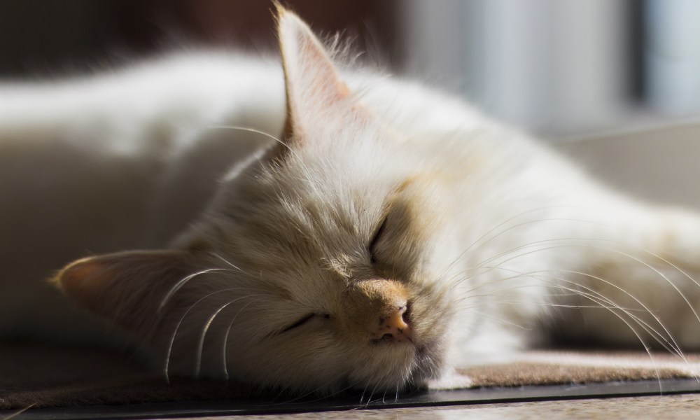 Cat sleeping on a rug in the sun