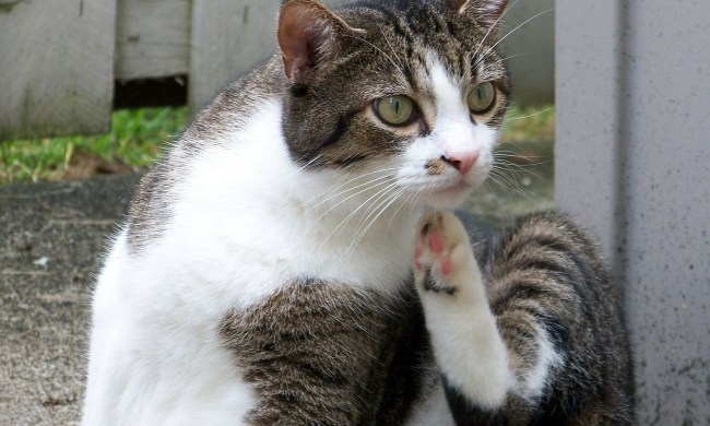 Cat sitting outside scratching its neck