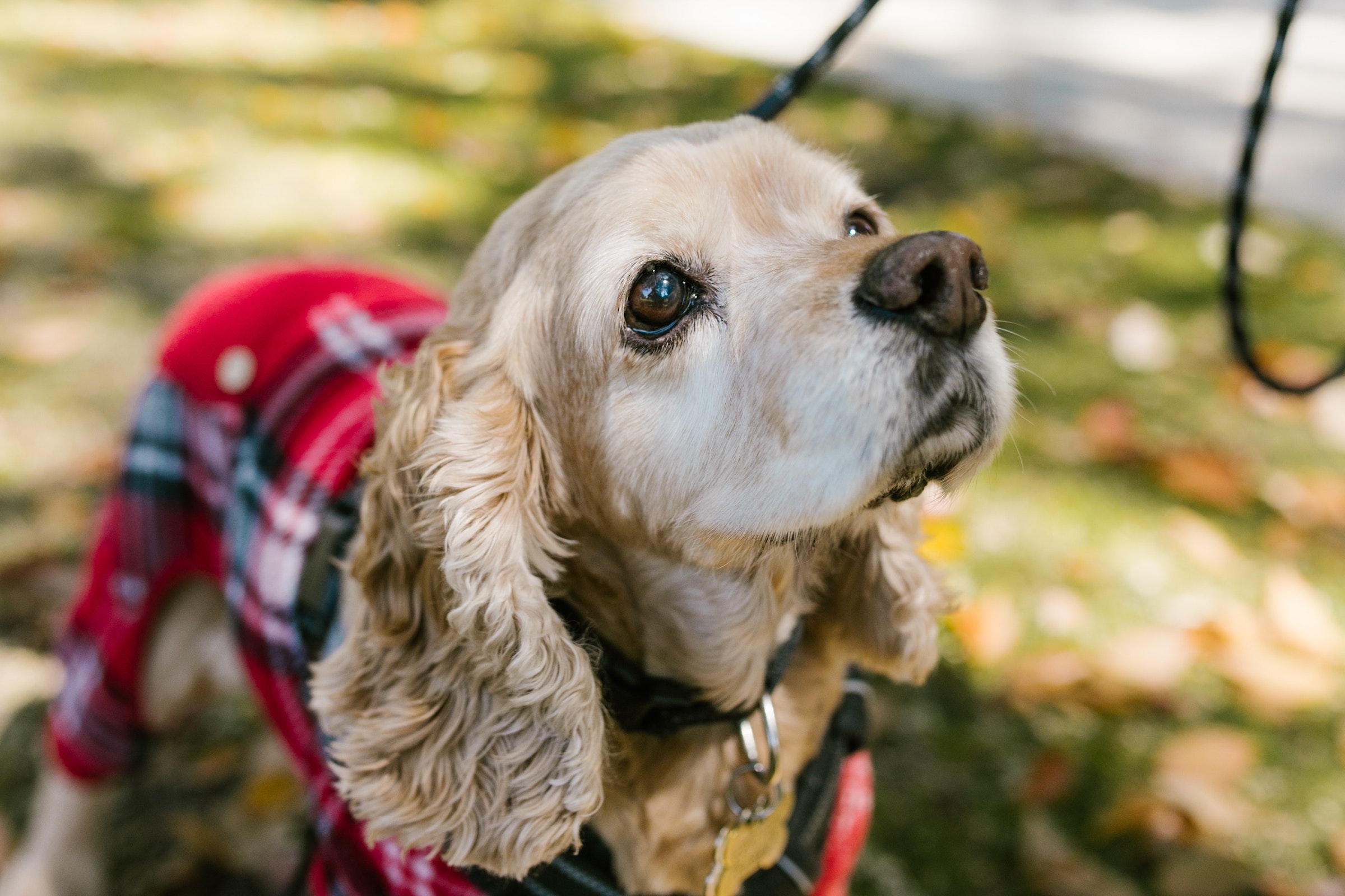 Cocker spaniel hotsell coat care