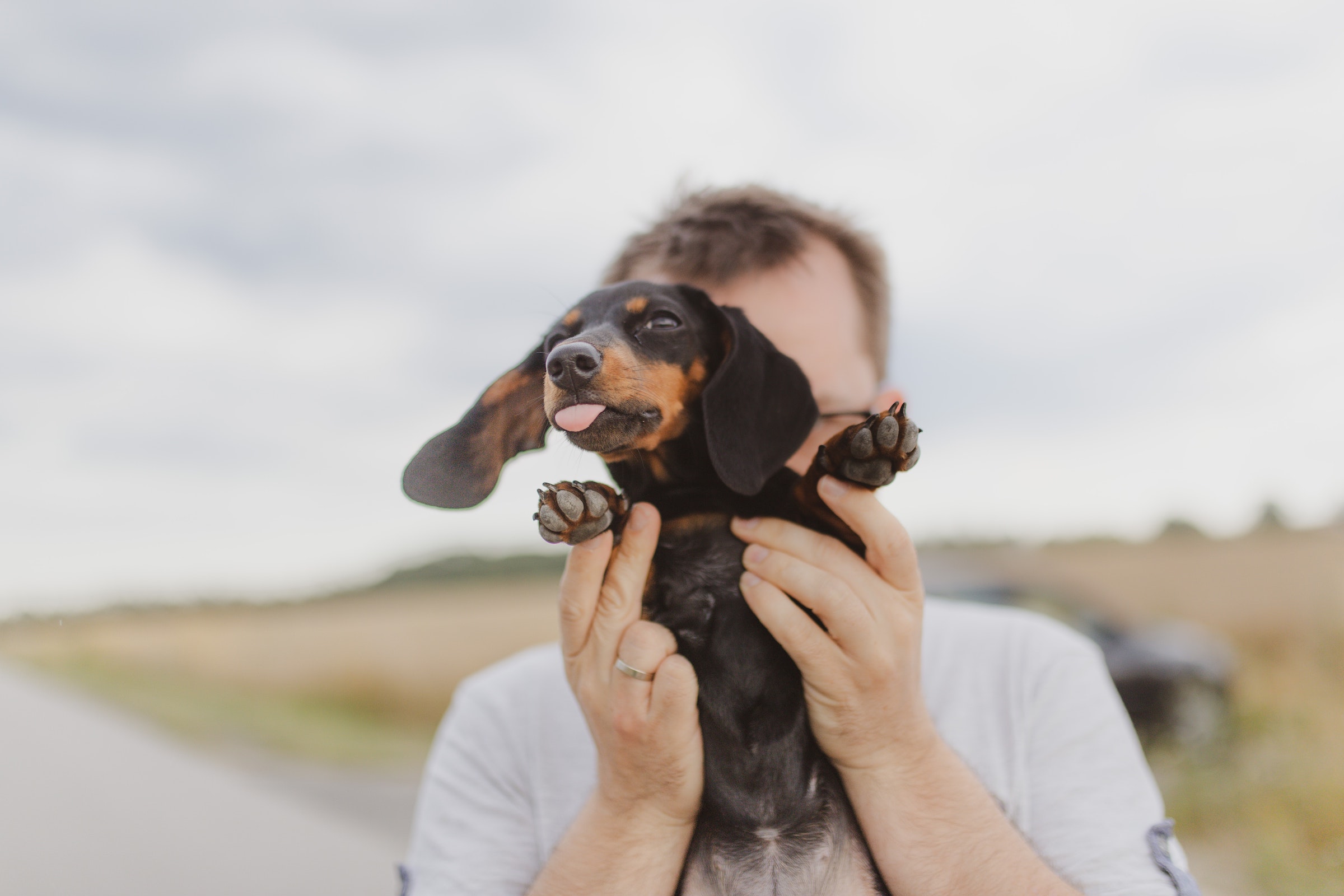 A dachshund sticks out his tongue while being held up