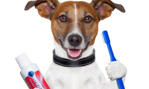 dogs dental hygiene 3