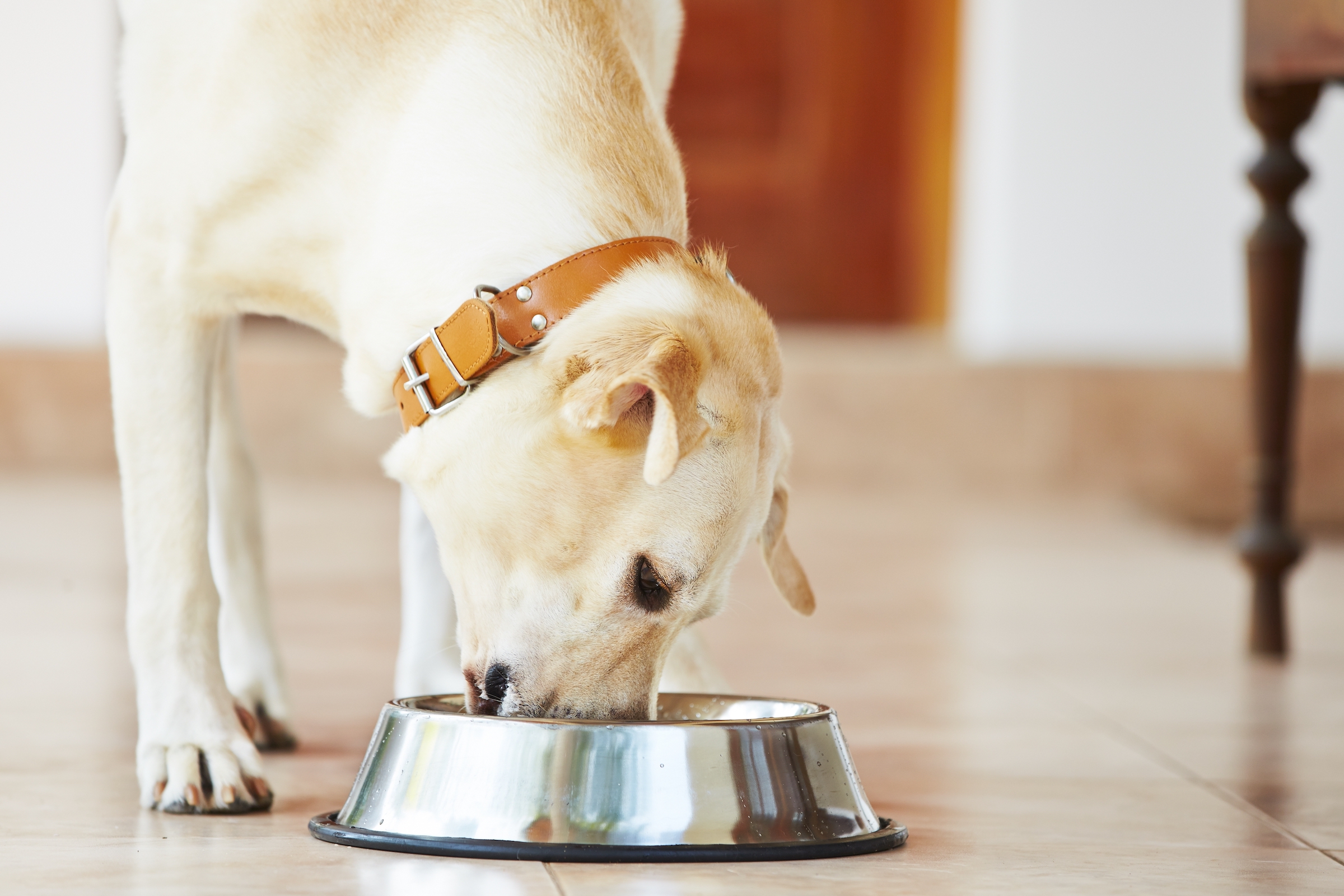 how to stop your dog from eating too fast