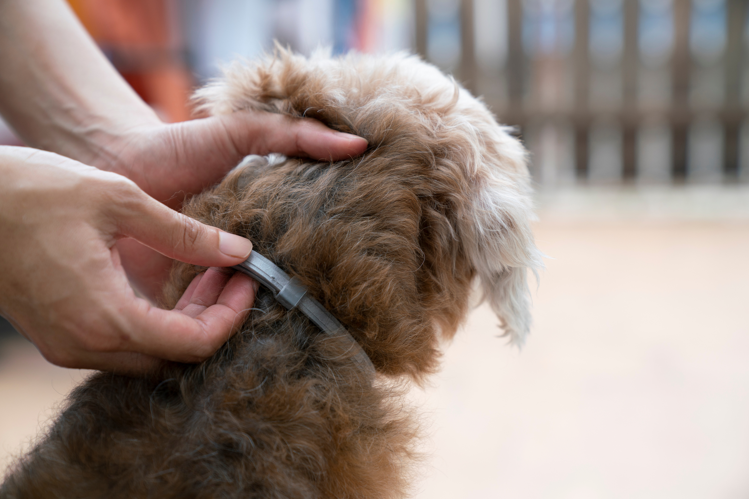 when can a puppy wear a flea collar