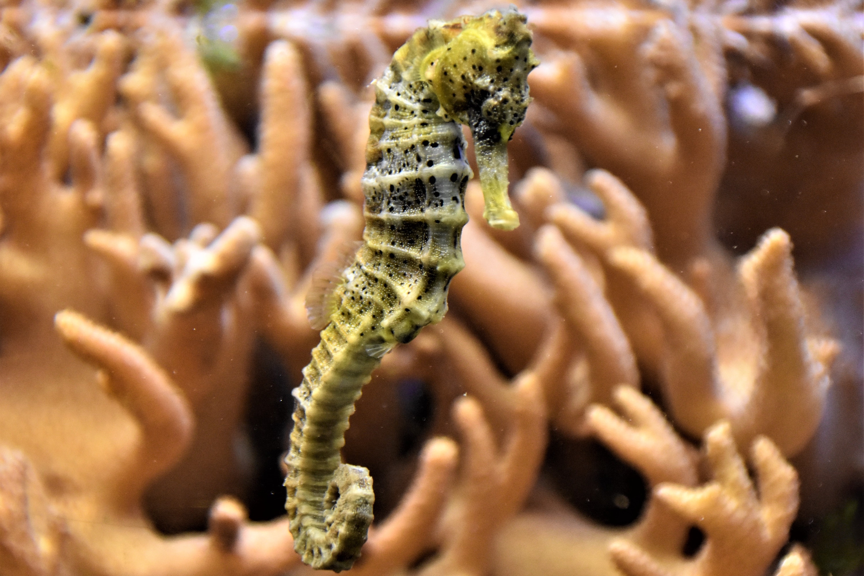 Freshwater sales seahorse aquarium