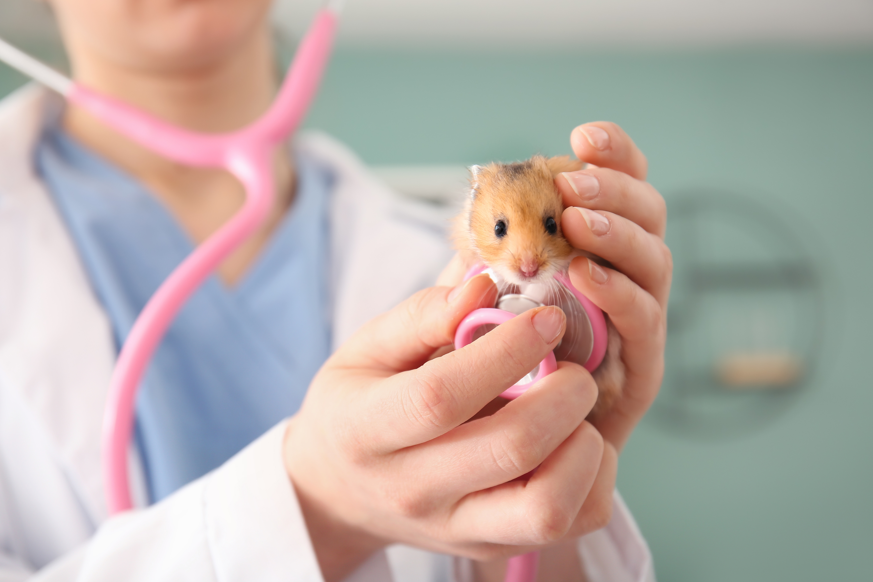 Why Do Hamsters Die So Easily? 15 Causes of Sudden Death