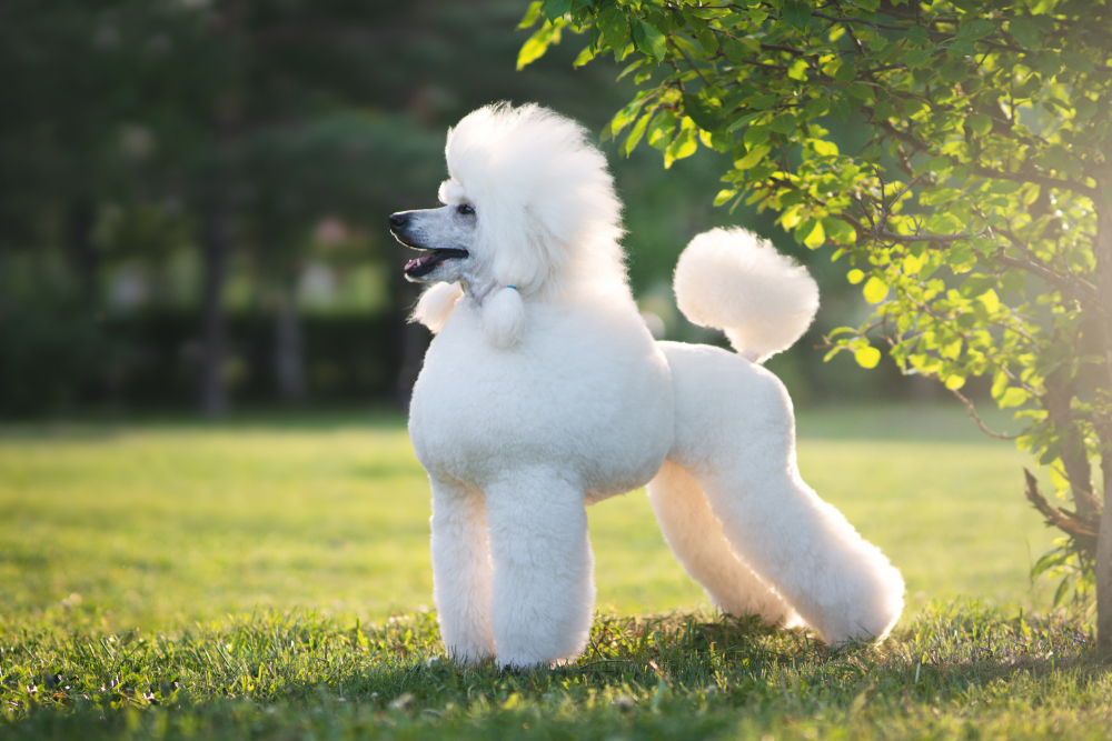 can a poodle be an outside dog