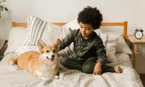 young boy petting dog on bed