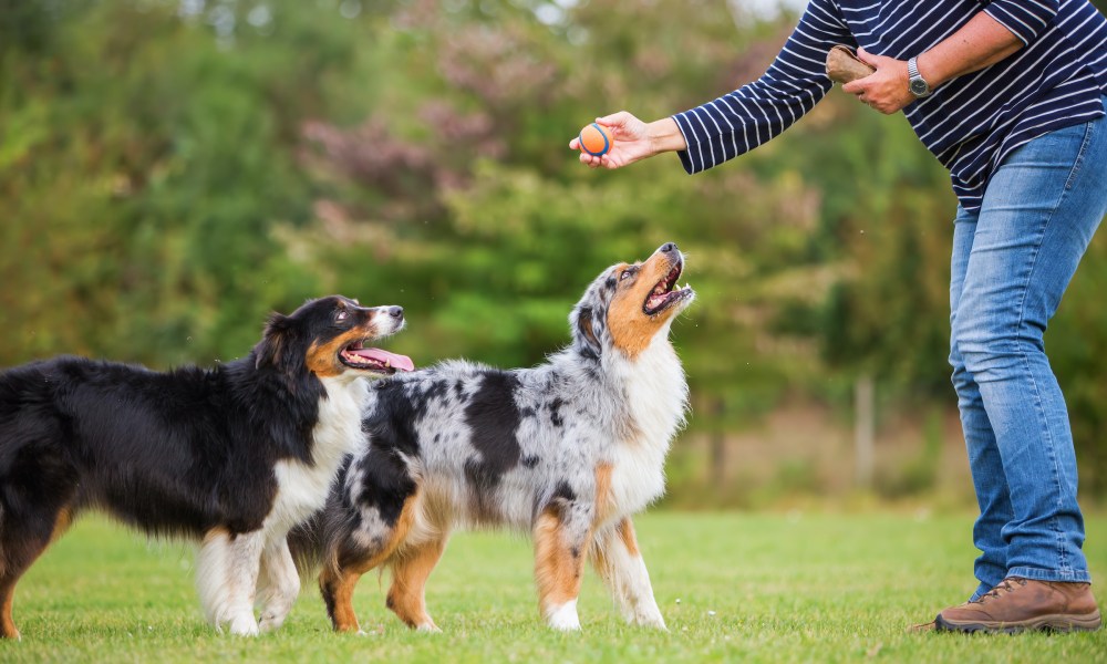 Australian shepherd dogs training with a ball