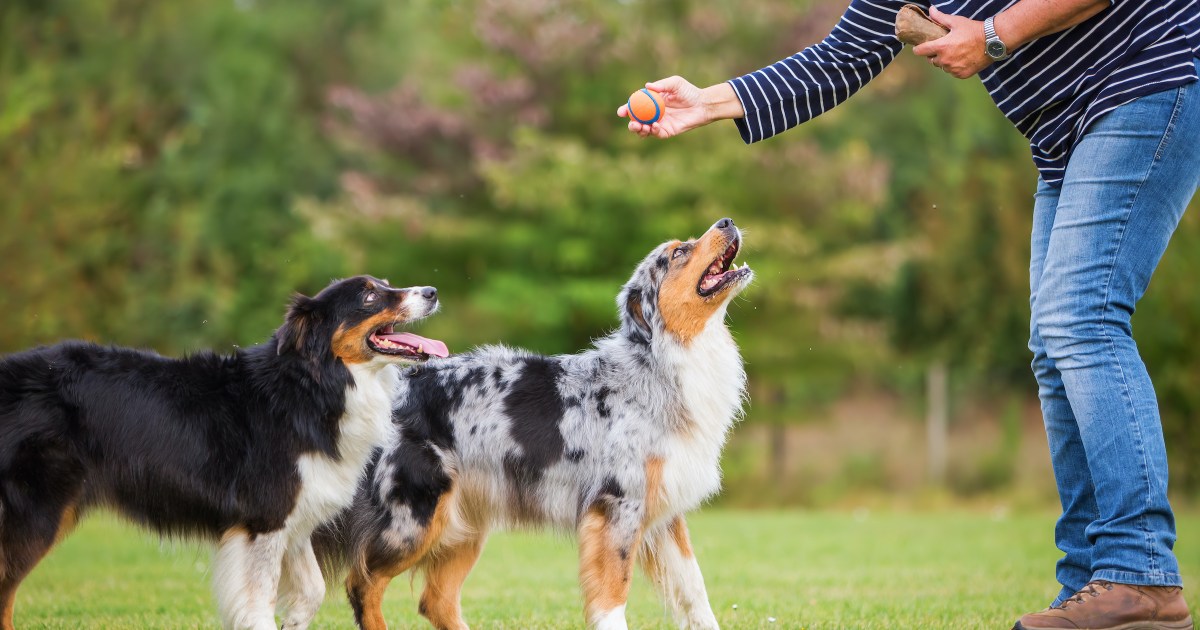 https://www.pawtracks.com/wp-content/uploads/sites/2/2021/06/australian-shepherd-dogs-training-ball.jpg?resize=1200%2C630&p=1