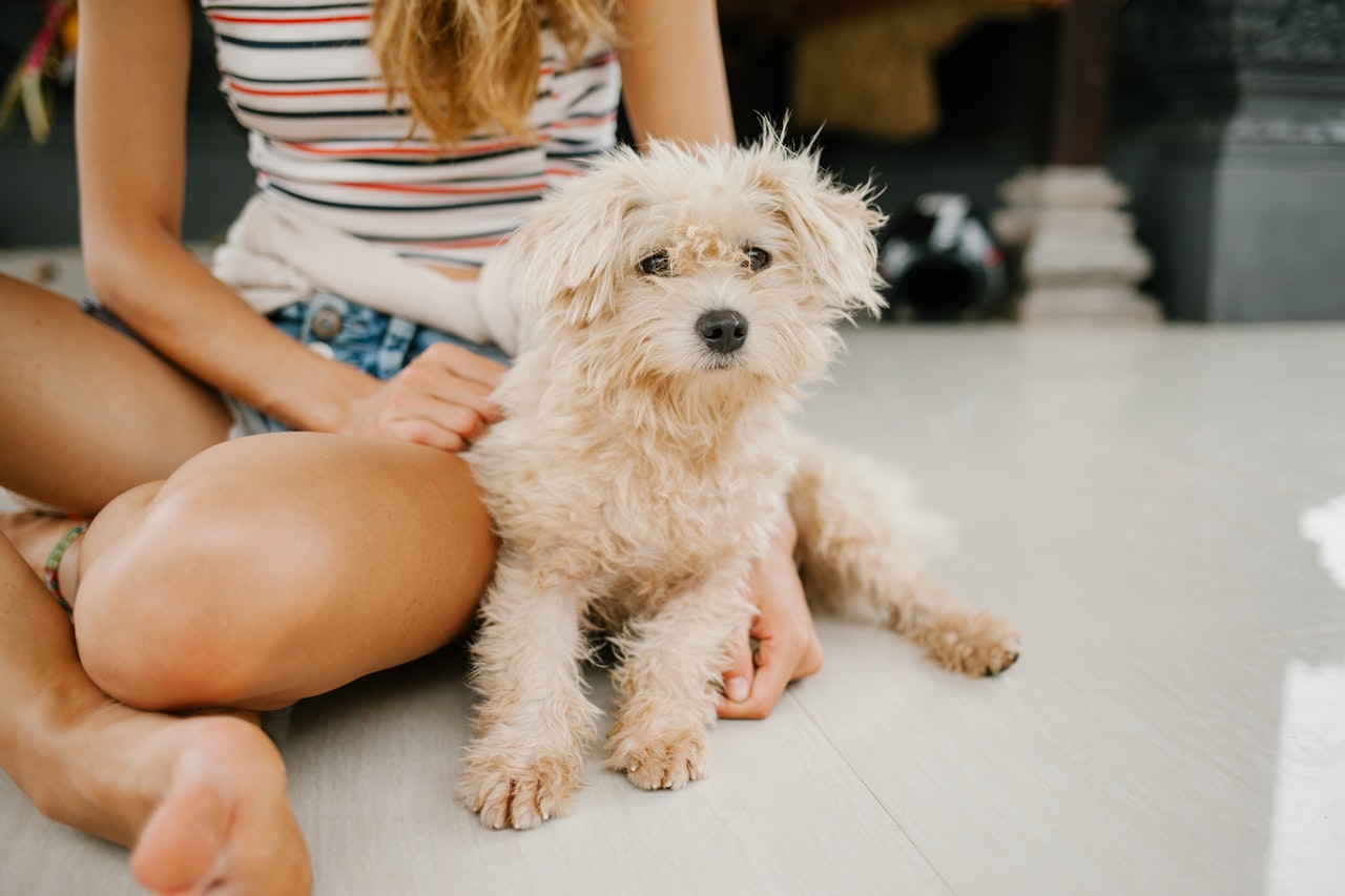 A beige miniature poodle sitting with a woman in a striped shirt and cut-off denim shorts.