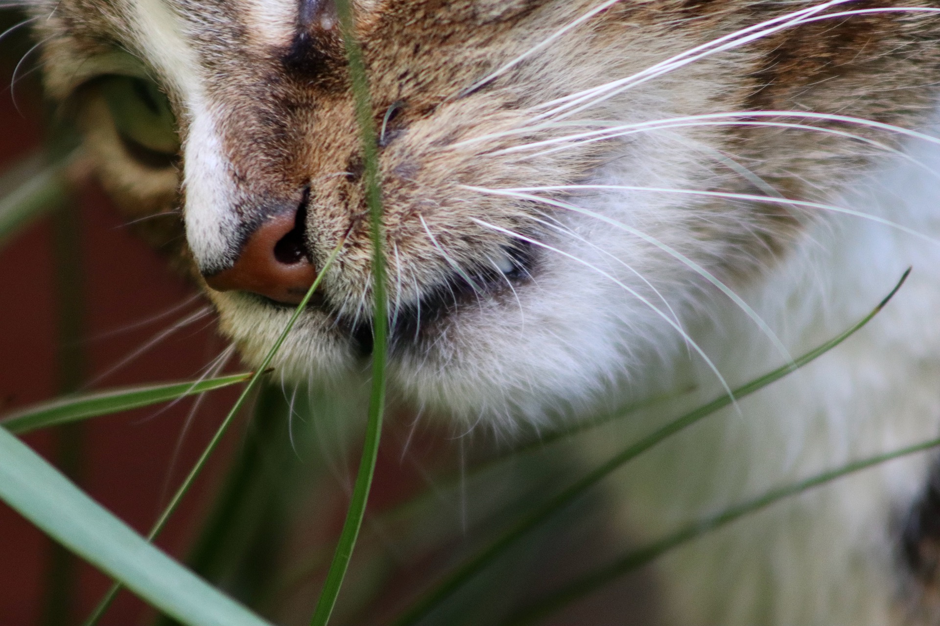 cat eats grass and throws up