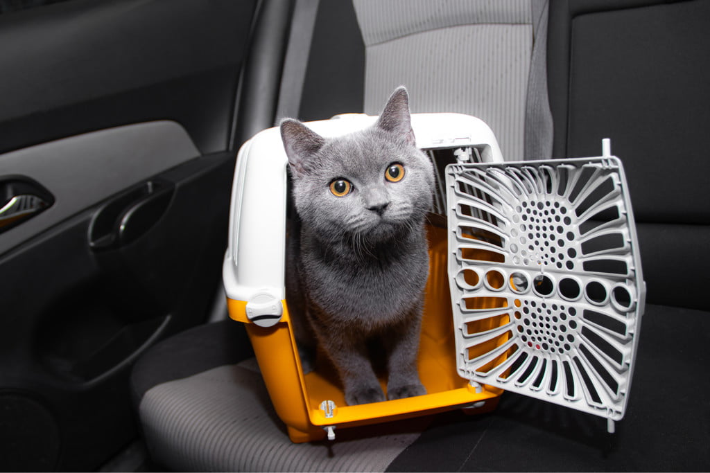 https://www.pawtracks.com/wp-content/uploads/sites/2/2021/06/cat-in-car-carrier.jpeg?fit=1024%2C683&p=1