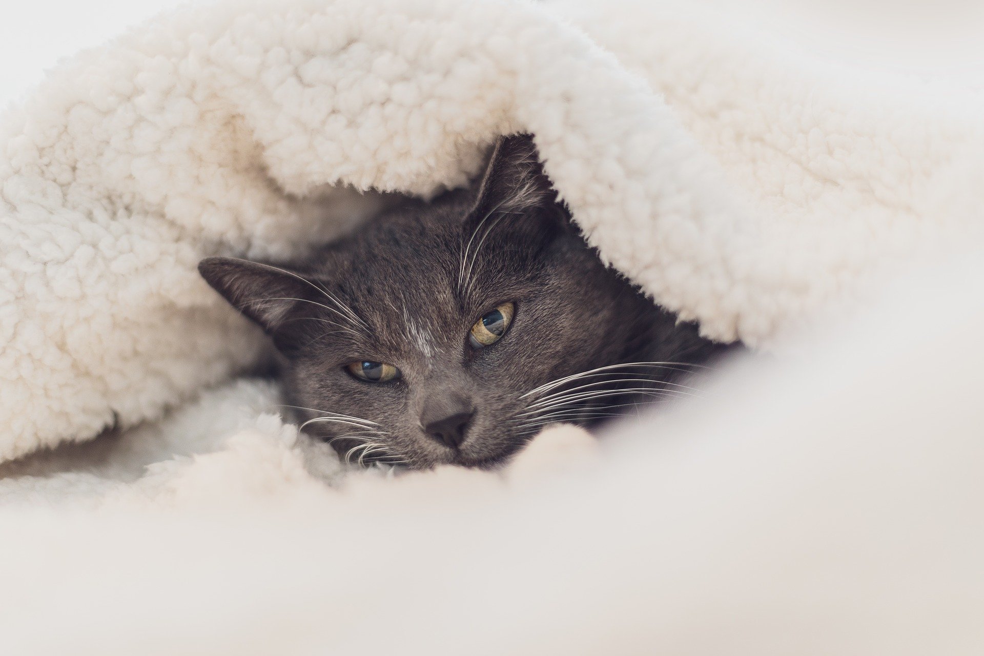 Cat sleeping outlet blanket