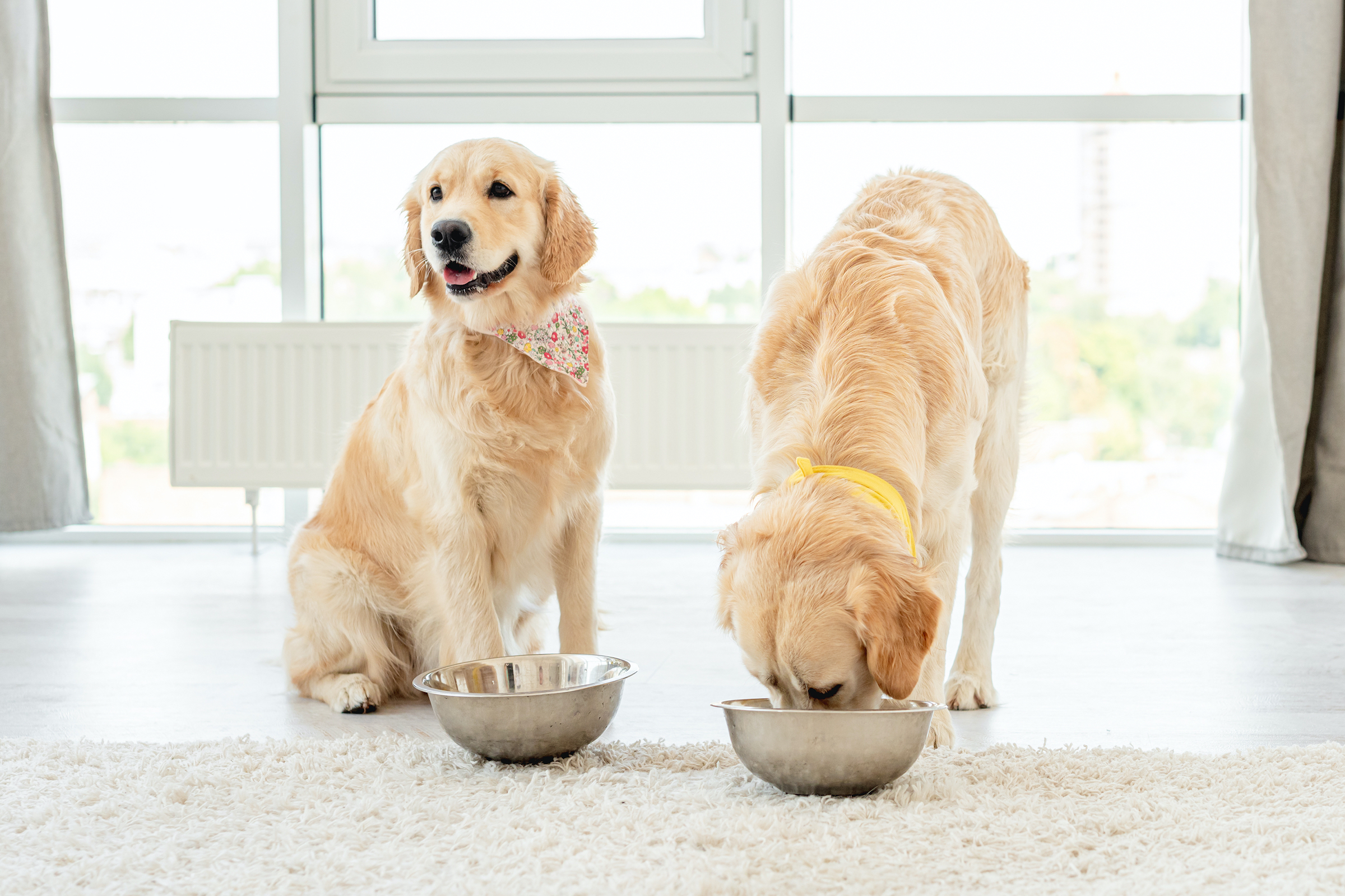 what fruits can golden retrievers eat