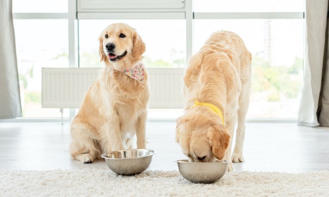 two golden retrievers eat from silver bowls