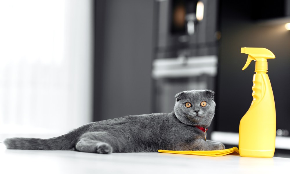 A gray cat lying next to a yellow spray bottle and cleaning cloth