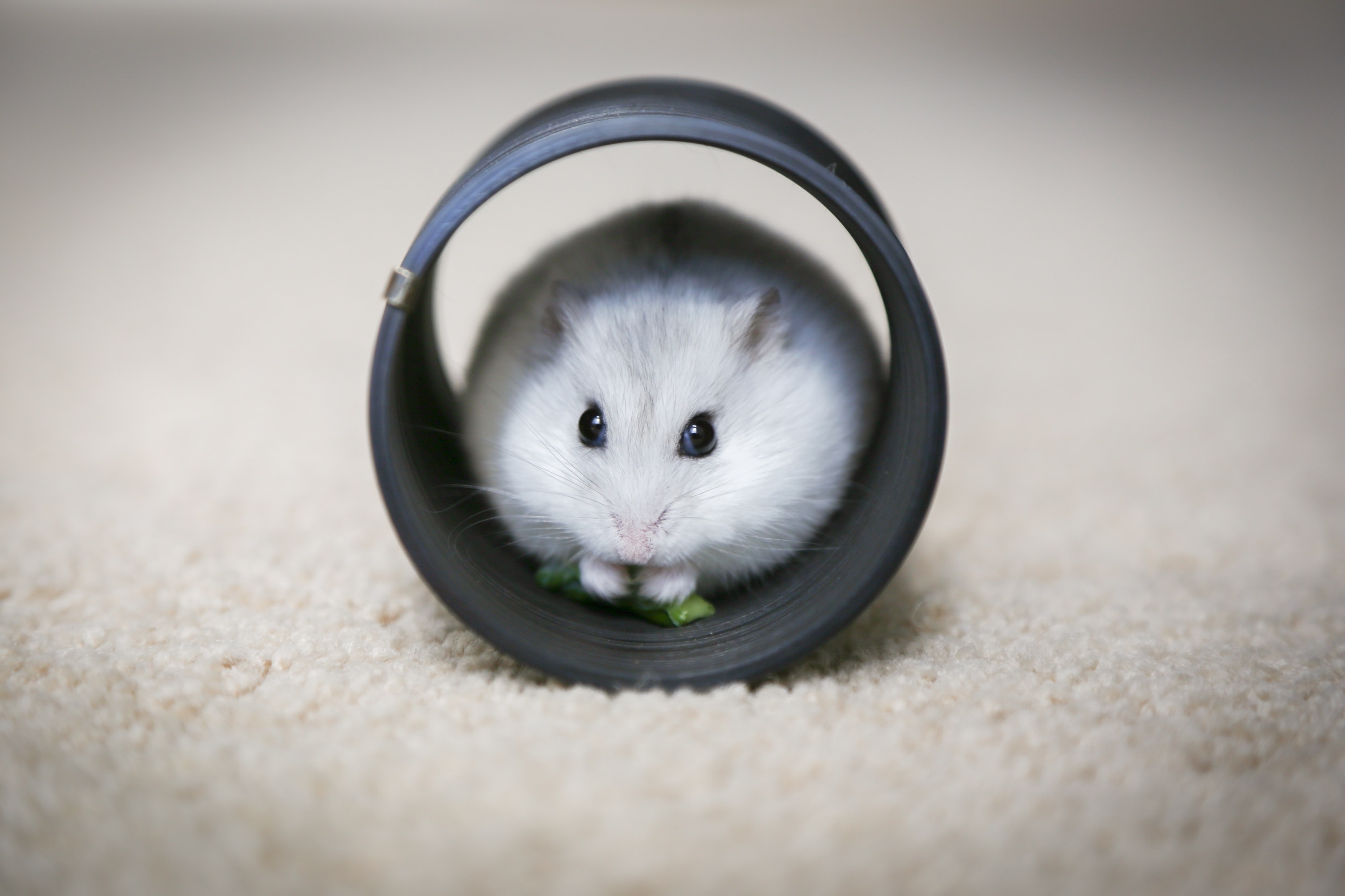 The Hamster's Lifespan - 7 Things Affecting It
