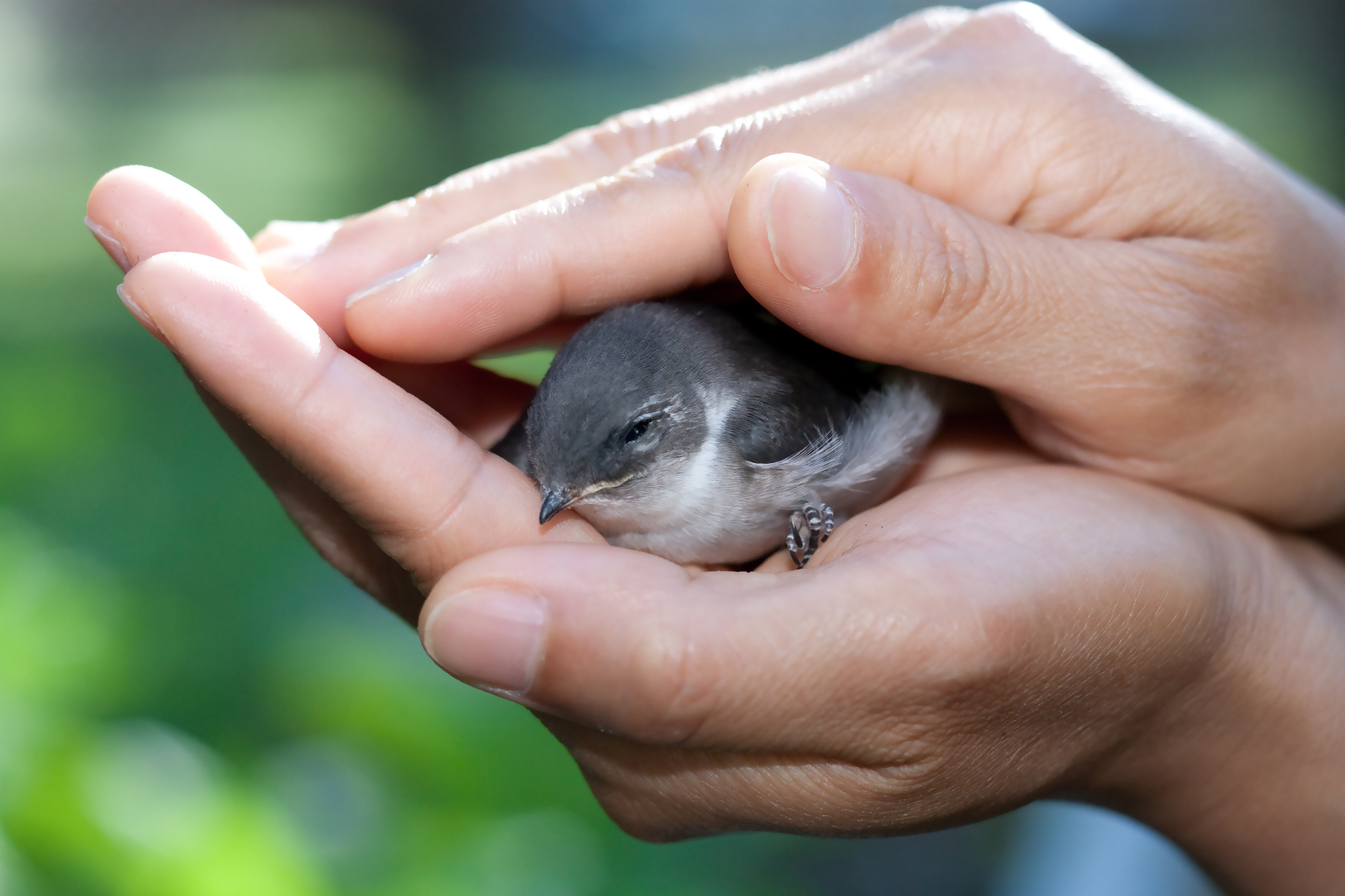 feeding injured bird