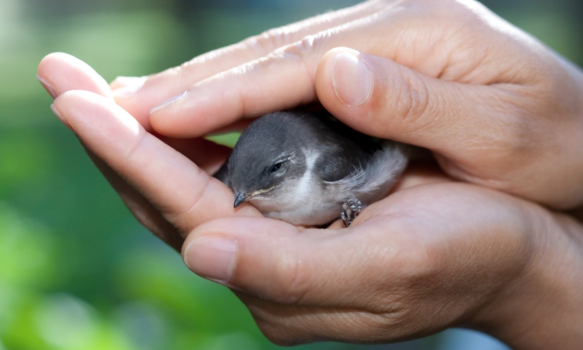 Person holding wounded bird in hands