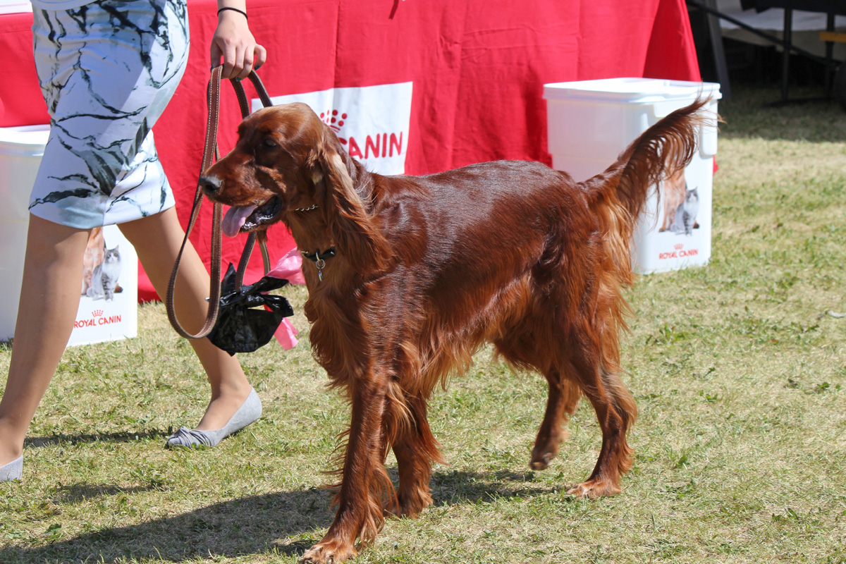 Royal fashion canin irish setter