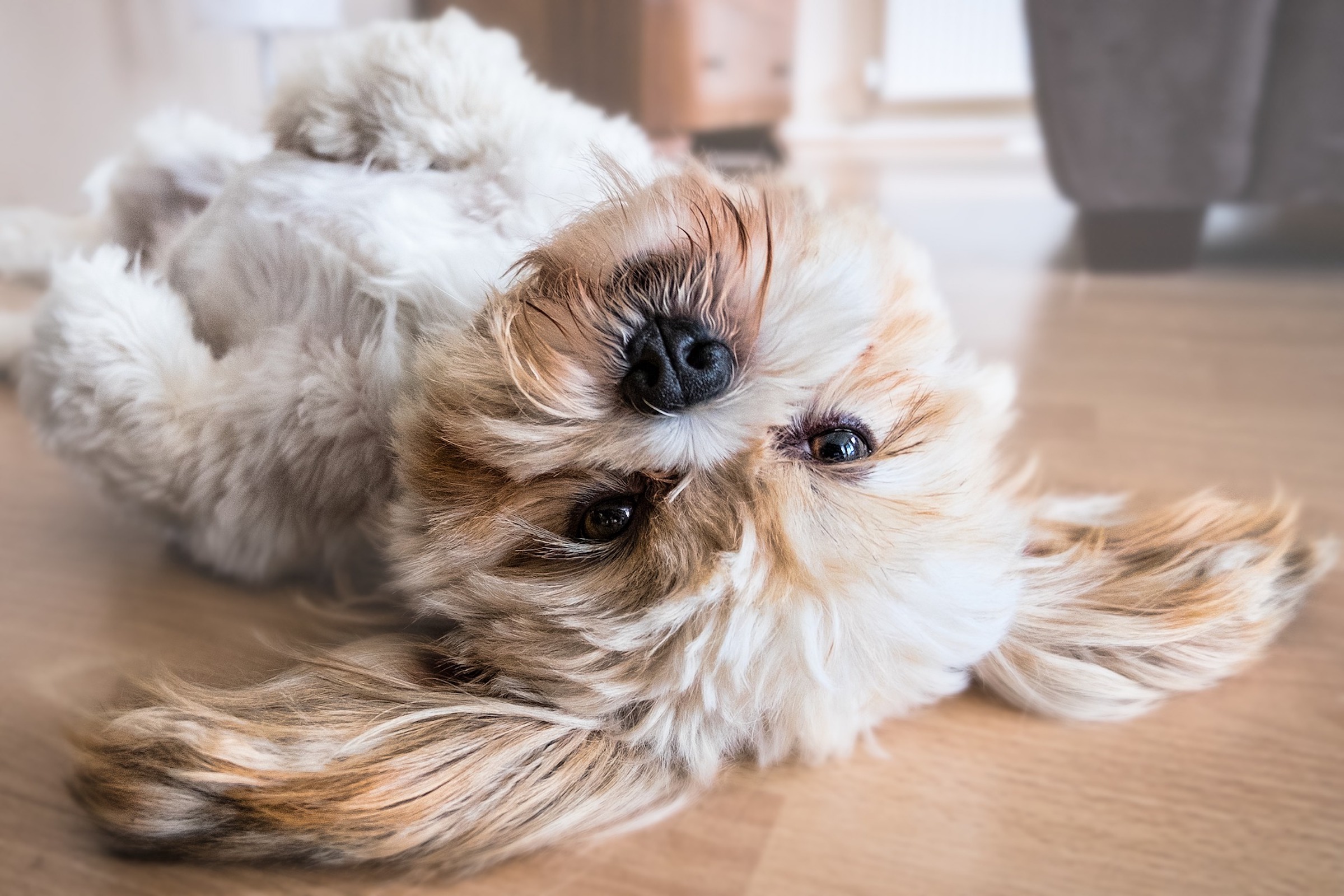 Lhasa apso deals puppy cut