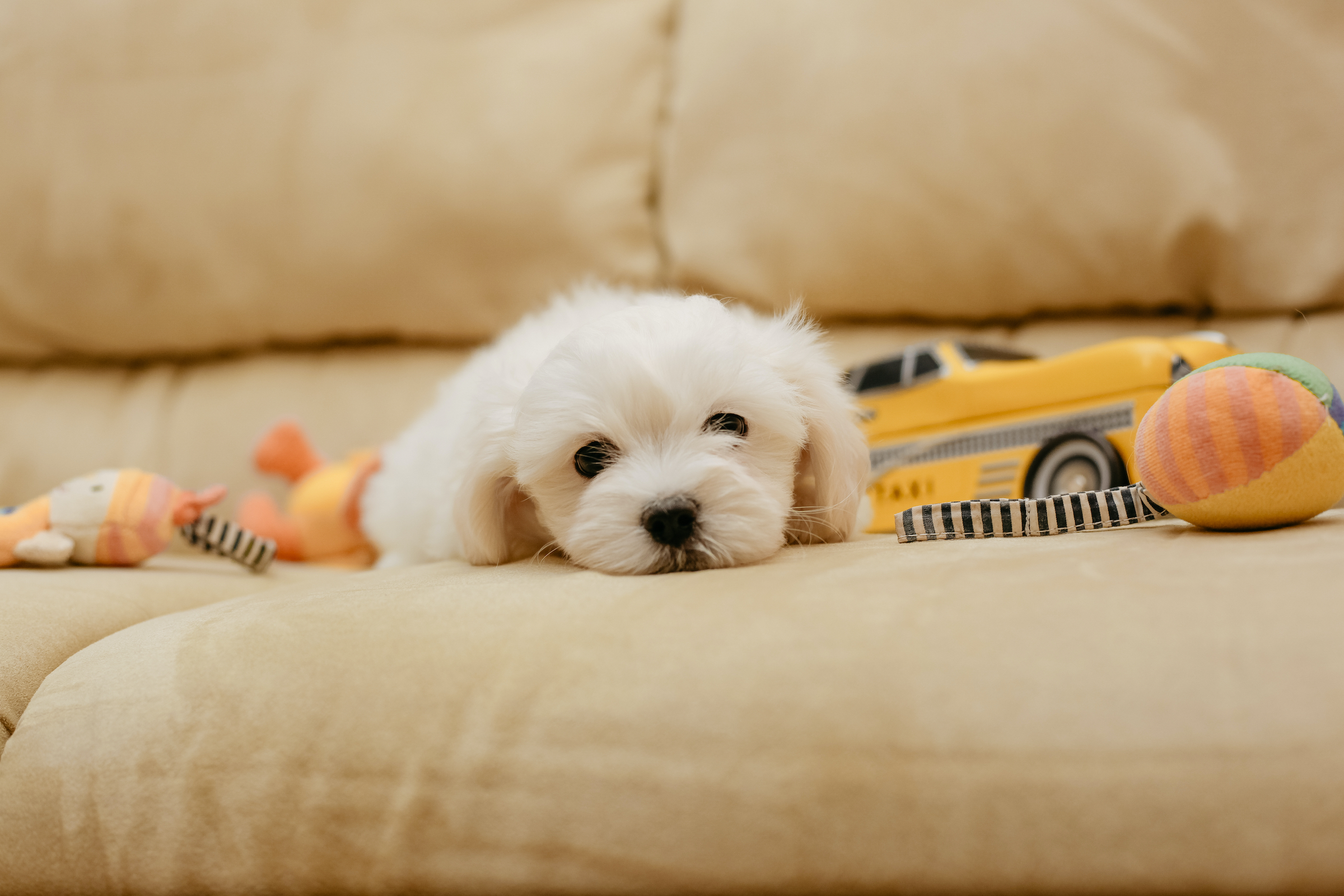 a maltese puppy lies on a couch surrounded by plushie toys