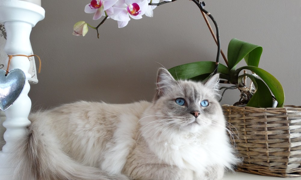 Ragdoll cat lying on a table