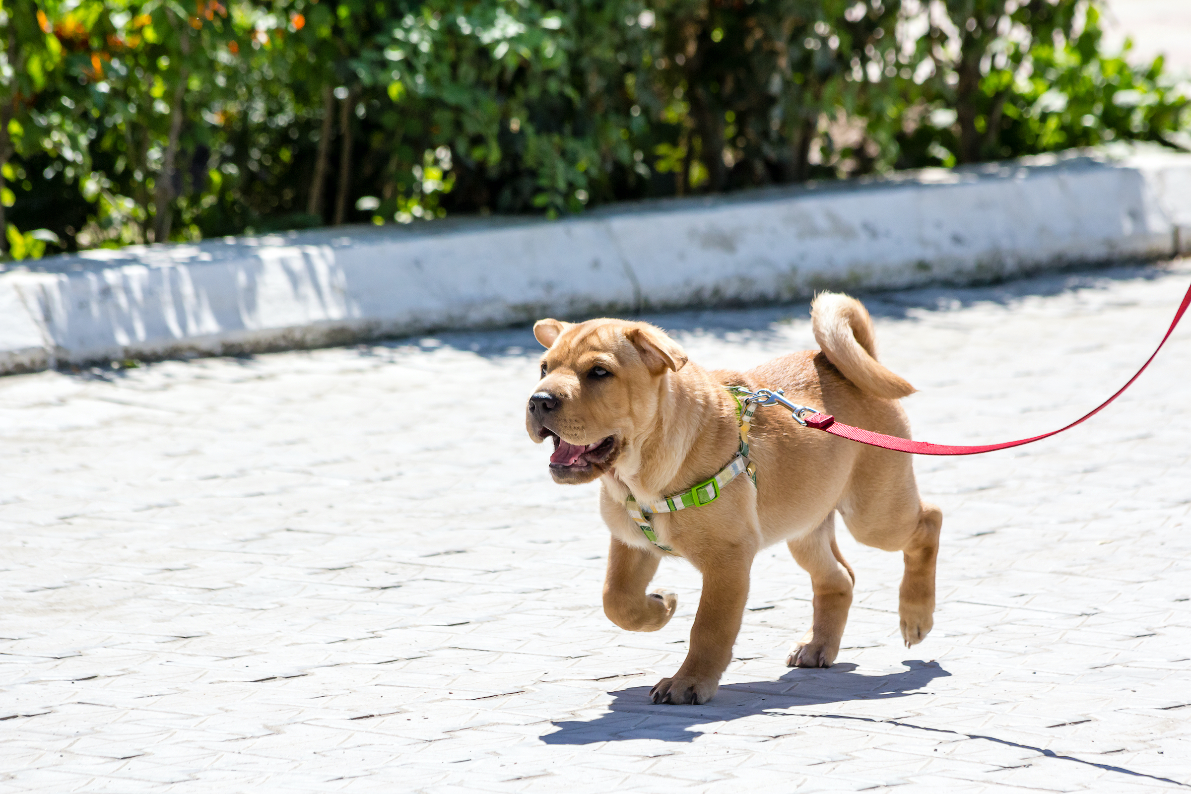 how often should you walk your sarabi dog puppy