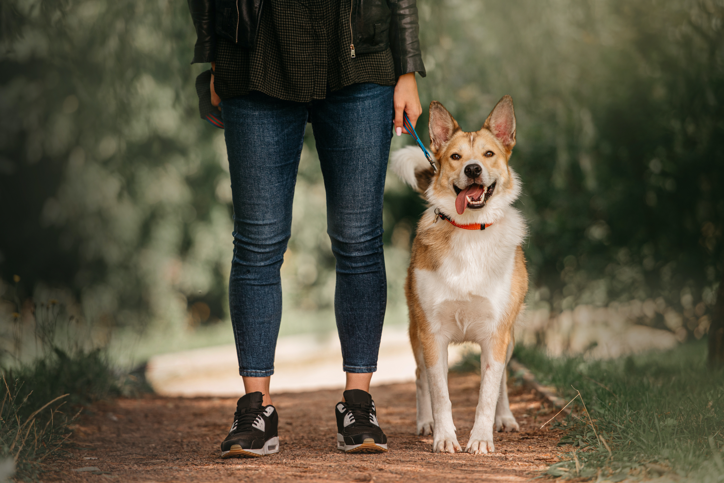 Teach Your Dog to Stand on Cue – American Kennel Club