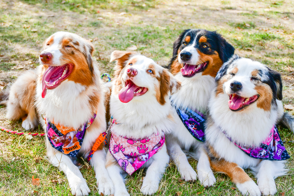 Homemade flea collar outlet for dogs