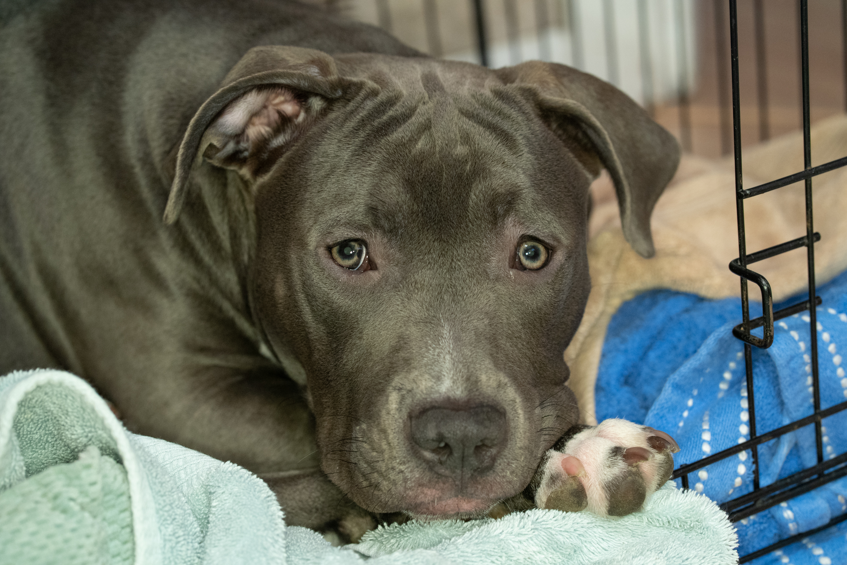 Dog crate on sale training older dog