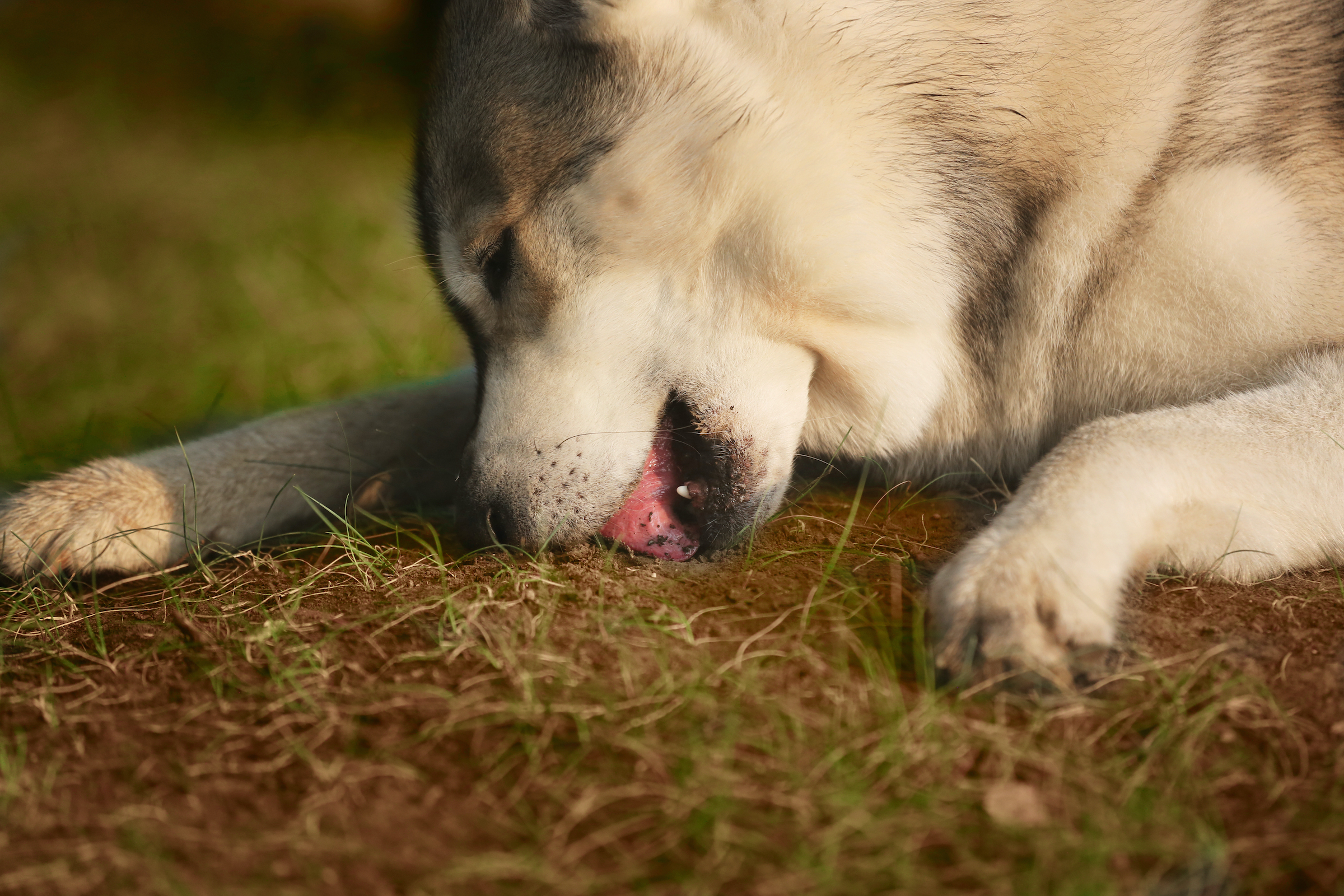 can puppies get sick from eating their own poop