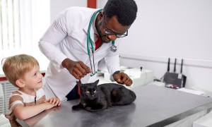 Veterinarian examining cat while little boy watches