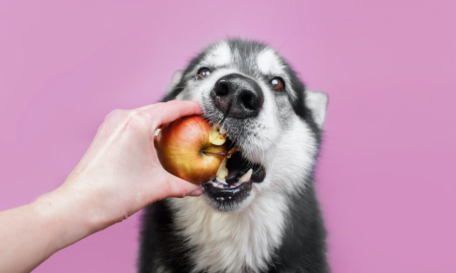 An Alaskan malamute bites into an apple