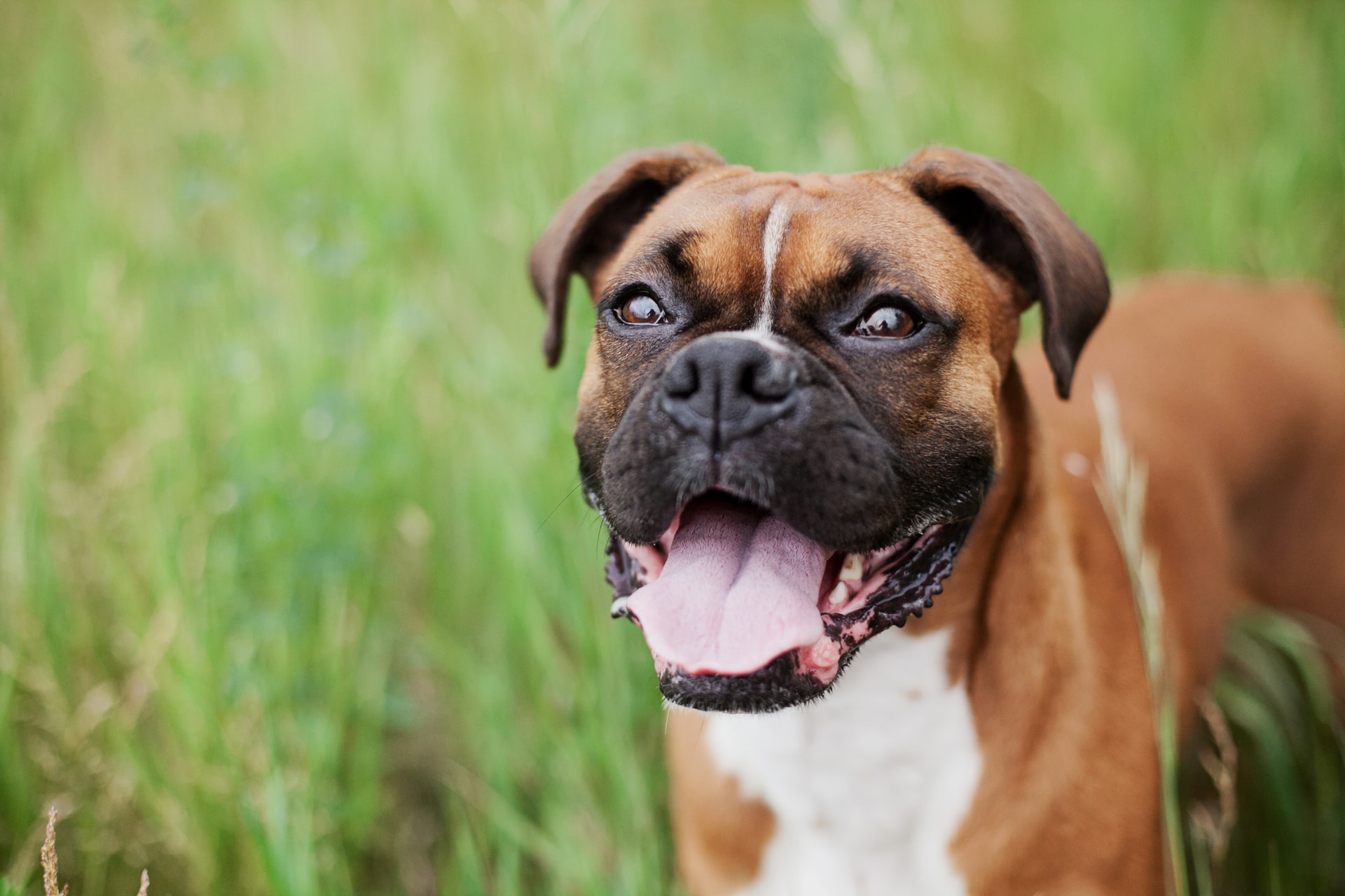 boxer temperament with cats