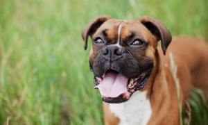 Smiling boxer in green grass