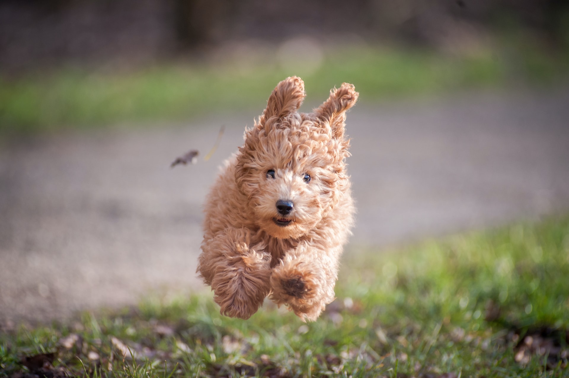 Poodle hair outlet care