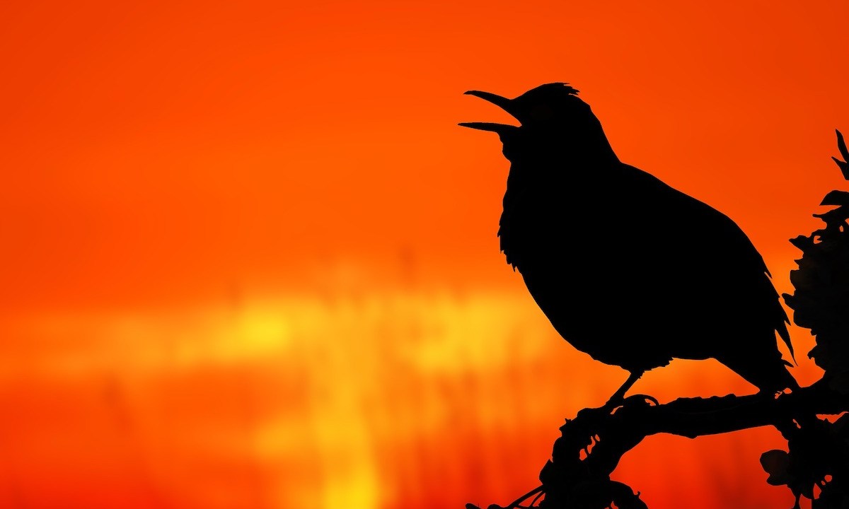 Bird chirps into the sunset