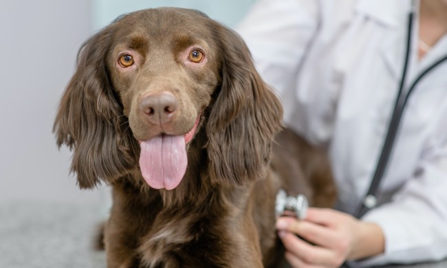 A brown cocker spaniel looks at the camera with his tongue out while a vet gives him a check up